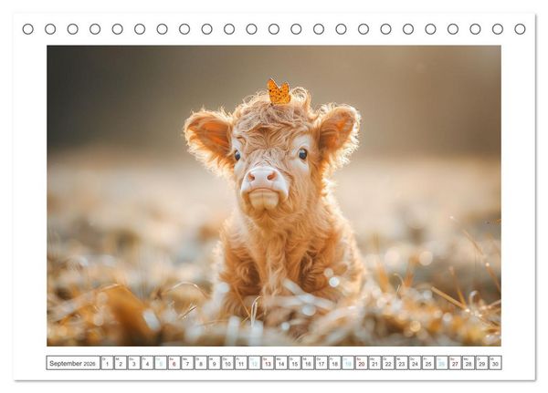 Produktbild: Schottische Hochland Rinder (Tischkalender 2026 DIN A5 quer), CALVENDO Monatskalender