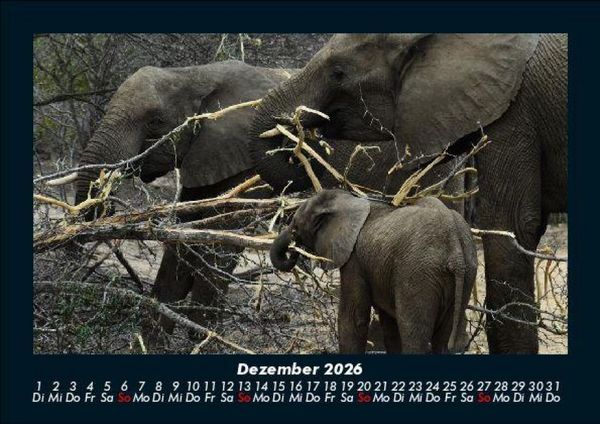Produktbild: Der Elefantenkalender 2026 Fotokalender DIN A5