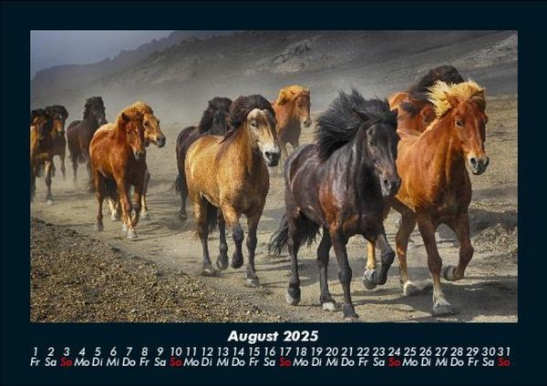 Produktbild: Pferdetraum 2025 Fotokalender DIN A5