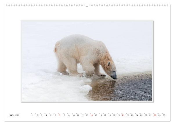 Produktbild: Emotionale Momente: Der Eisb&auml;r. (hochwertiger Premium Wandkalender 2026 DIN A2 quer), Kunstdruck in Hochglanz