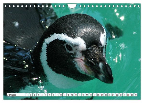 Produktbild: Tierische Fracktr&auml;ger (Wandkalender 2026 DIN A4 quer), CALVENDO Monatskalender