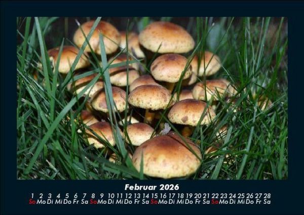 Produktbild: Pilzkalender 2026 Fotokalender DIN A5