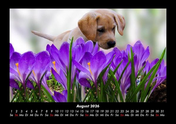 Produktbild: Welpen 2026 Fotokalender DIN A3