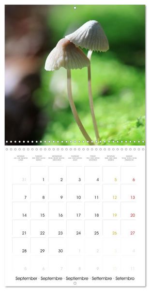 Produktbild: Les champignons - Un monde merveilleux (Calendrier mural carr&eacute; 2026 30x30 cm) Calendrier double avec une page pour vos prises de notes