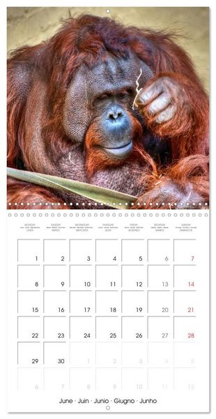 Produktbild: Orangutans Inhabitants of the rainforests (Wall Calendar 2026 12 &times; 12 Inch) CALVENDO 12 Month Wall Calendar