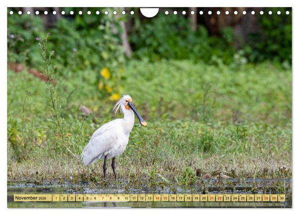 Produktbild: Donaudelta - Europas gro&szlig;es Vogelparadies (Wandkalender 2026 DIN A4 quer), CALVENDO Monatskalender