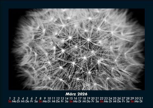 Produktbild: Blumentr&auml;ume 2026 Fotokalender DIN A5