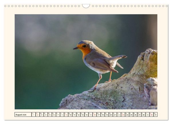 Produktbild: Gefiederte Sch&ouml;nheiten - Das Rotkehlchen (Wandkalender 2026 DIN A3 quer), CALVENDO Monatskalender