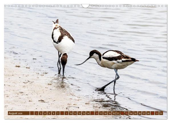 Produktbild: Die Vogelwelt der Camargue (Wandkalender 2026 DIN A3 quer), CALVENDO Monatskalender