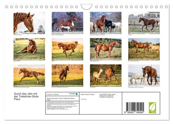 Produktbild: Durch das Jahr mit der Trakehner-Stute Fleur (Wandkalender 2026 DIN A4 quer), CALVENDO Monatskalender