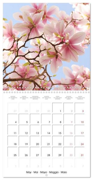 Produktbild: Kruse, G: Floraison des magnolias (Calendrier mural carr&eacute; 20