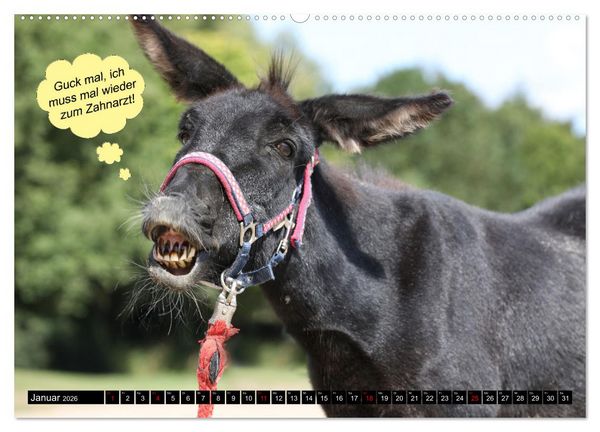 Produktbild: Wenn Tiere sprechen k&ouml;nnten! Der lustige Spr&uuml;che Kalender (Wandkalender 2026 DIN A2 quer), CALVENDO Monatskalender