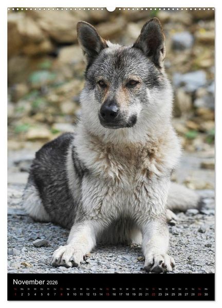 Produktbild: Faszination Wolfhund (Wandkalender 2026 DIN A2 hoch), CALVENDO Monatskalender