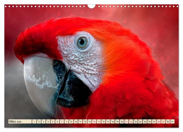 Produktbild: Mein bunter Papagei (Wandkalender 2026 DIN A3 quer), CALVENDO Monatskalender