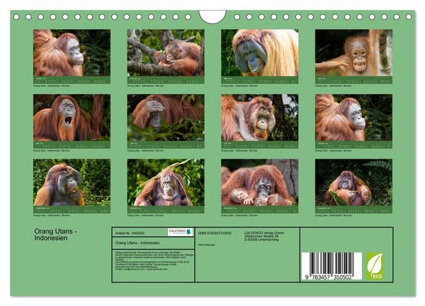 Produktbild: Orang Utans - Indonesien (Wandkalender 2026 DIN A4 quer), CALVENDO Monatskalender
