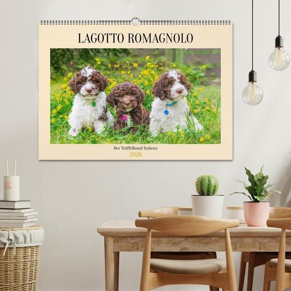 Produktbild: Lagotto Romagnolo - der Tr&uuml;ffelhund Italiens (Wandkalender 2026 DIN A2 quer), CALVENDO Monatskalender