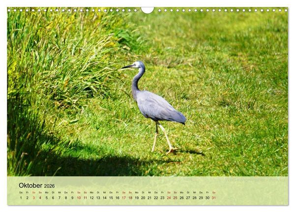 Produktbild: Neuseelands Vogelwelt (Wandkalender 2026 DIN A3 quer), CALVENDO Monatskalender