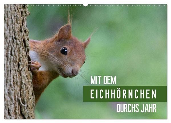 Mit dem Eichhörnchen durchs Jahr (Wandkalender 2026 DIN A2 quer), CALVENDO Monatskalender