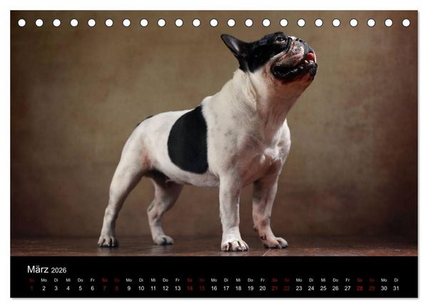 Produktbild: Charme auf vier Pfoten - Franz&ouml;sische Bulldoggen Portraits (Tischkalender 2026 DIN A5 quer), CALVENDO Monatskalender