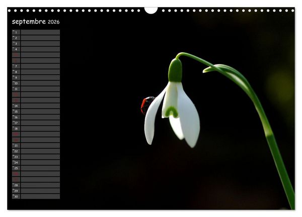 Produktbild: Coccinelles rouges &agrave; points noirs (Calendrier mural 2026 DIN A3 vertical), CALVENDO calendrier mensuel
