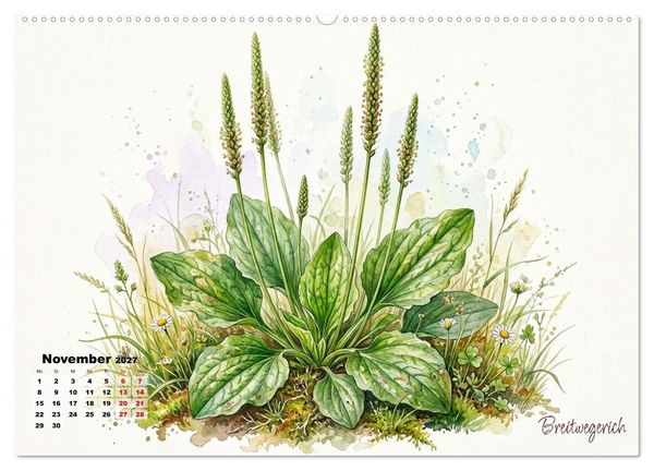 Produktbild: Wilde Kostbarkeiten &ndash; Essbar, gesund & wundersch&ouml;n (Wandkalender 2027 DIN A2 quer), CALVENDO Monatskalender