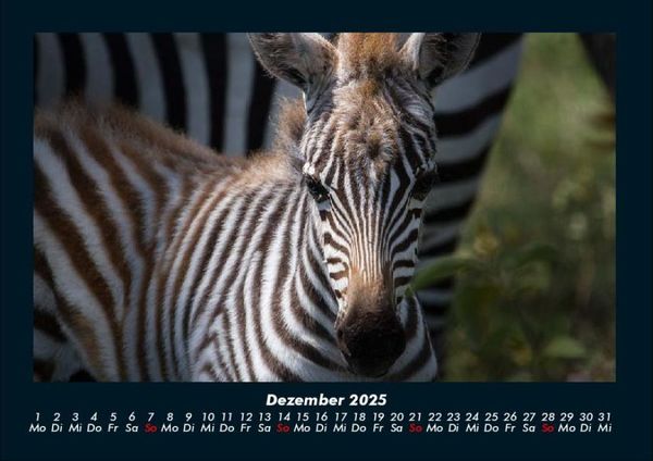Produktbild: Zebrazauber 2025 Fotokalender DIN A4