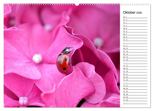 Produktbild: Marienk&auml;fer 2026 (Wandkalender 2026 DIN A2 quer), CALVENDO Monatskalender