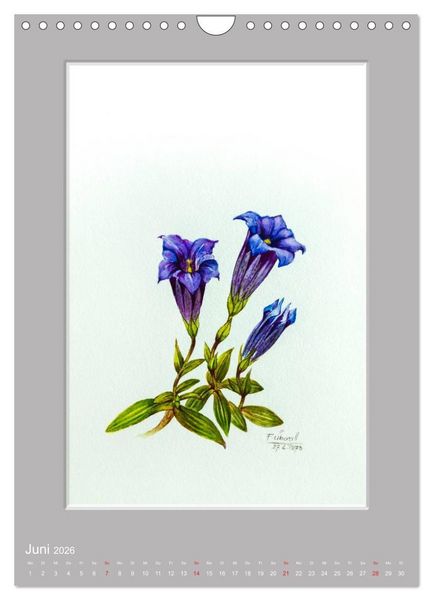 Produktbild: Alpenblumen Aquarelle aus Tirol (Wandkalender 2026 DIN A4 hoch), CALVENDO Monatskalender