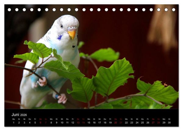 Produktbild: Wellensittichtr&auml;ume - Der neue Wellensittich-Naturkalender (Tischkalender 2026 DIN A5 quer), CALVENDO Monatskalender