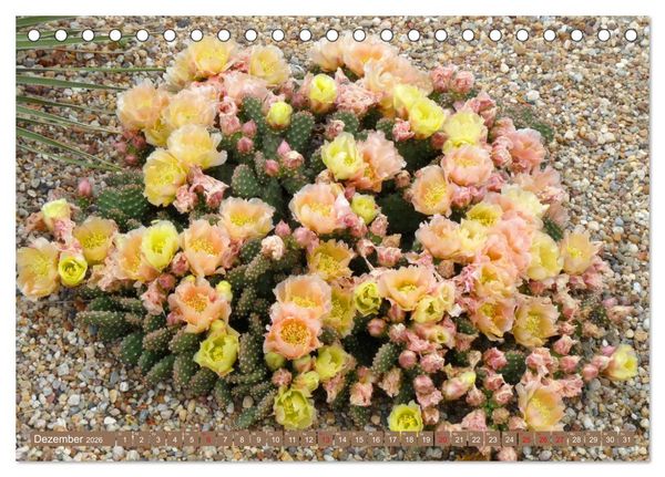 Produktbild: BOTANICACTUS Mallorcas Kakteengarten (Tischkalender 2026 DIN A5 quer), CALVENDO Monatskalender