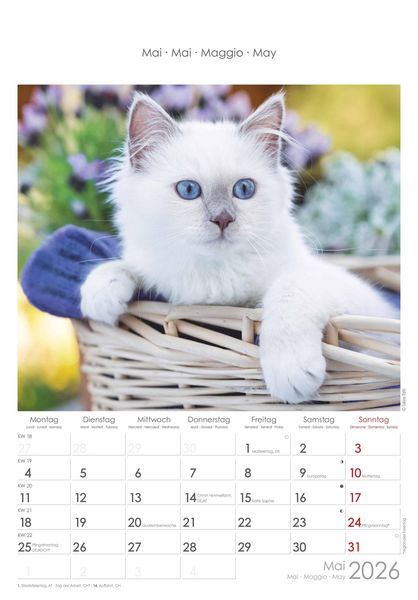 Katzen 2026 - Bildkalender 23,7x34 cm - Kalender mit Platz für Notizen - mit vielen Zusatzinformationen - Cats - Wandkalender - Alpha Edition