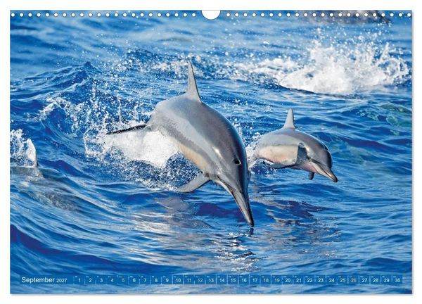 Produktbild: Delfine: Elegante Wellenreiter (Wandkalender 2027 DIN A3 quer), CALVENDO Monatskalender