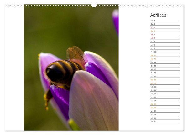 Produktbild: Kleine Wunder vor der Haust&uuml;r (hochwertiger Premium Wandkalender 2026 DIN A2 quer), Kunstdruck in Hochglanz