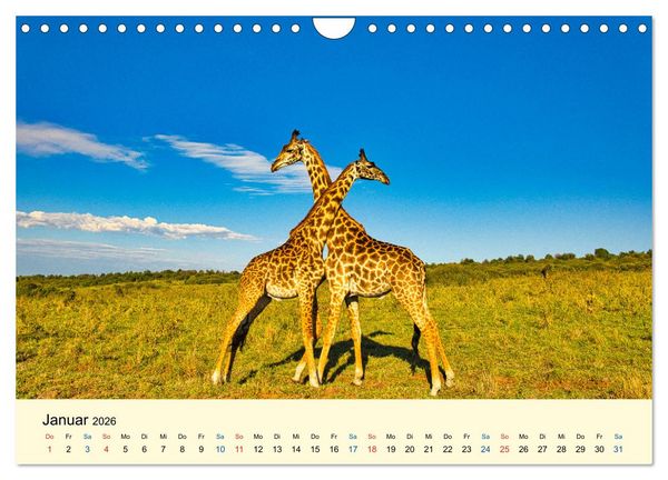 Produktbild: Giraffen, die Sch&ouml;nen der Savanne (Wandkalender 2026 DIN A4 quer), CALVENDO Monatskalender