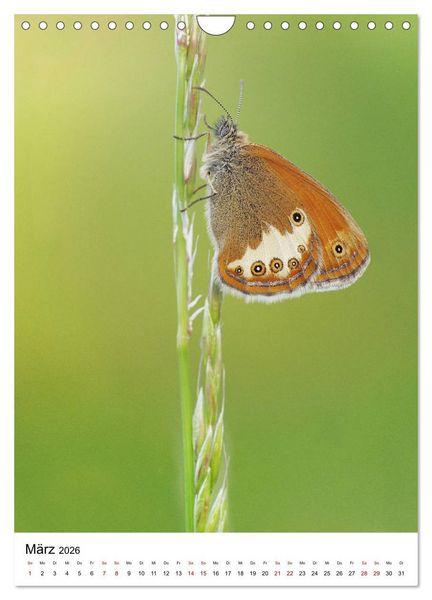 Produktbild: Insekten,Sch&ouml;nheiten der Natur (Wandkalender 2026 DIN A4 hoch), CALVENDO Monatskalender