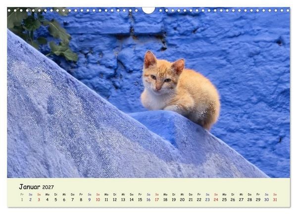 Produktbild: MarokkoCats (Wandkalender 2027 DIN A3 quer), CALVENDO Monatskalender