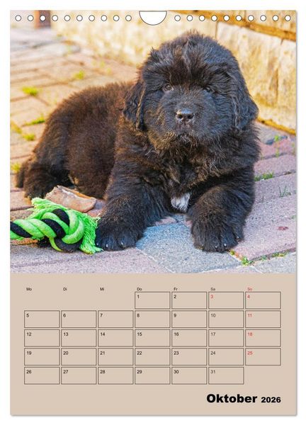 Produktbild: Familienplaner Neufundl&auml;nder Welpen (Wandkalender 2026 DIN A4 hoch), CALVENDO Monatskalender