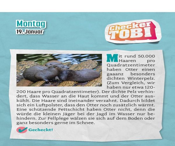 Produktbild: Checker Tobi 2026: Tagesabreißkalender mit über 300 spannenden Checks zum Aufstellen oder Aufhängen