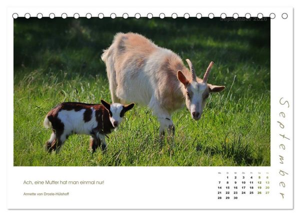 Produktbild: Mutterliebe - Ziegen mit ihren s&uuml;&szlig;en L&auml;mmern (Tischkalender 2026 DIN A5 quer), CALVENDO Monatskalender