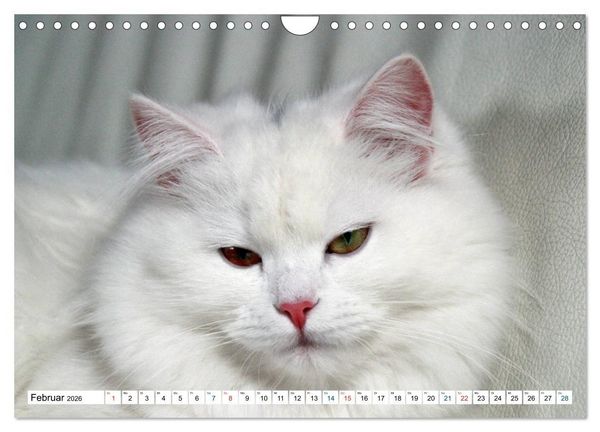 Produktbild: Die Perserkatze - Farbschlag Wei&szlig; (Wandkalender 2026 DIN A4 quer), CALVENDO Monatskalender