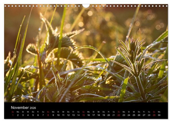 Produktbild: Bl&uuml;tenzauber 2026 (Wandkalender 2026 DIN A3 quer), CALVENDO Monatskalender