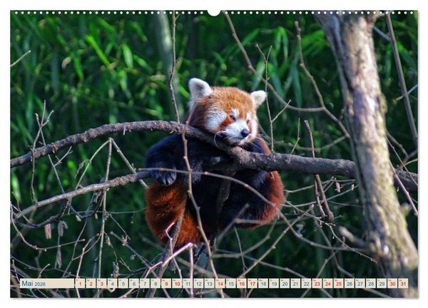 Produktbild: Kleiner Panda auf Entdeckungstour (Wandkalender 2026 DIN A2 quer), CALVENDO Monatskalender