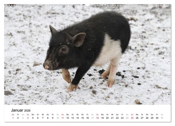Produktbild: Schwein gehabt! (hochwertiger Premium Wandkalender 2026 DIN A2 quer), Kunstdruck in Hochglanz