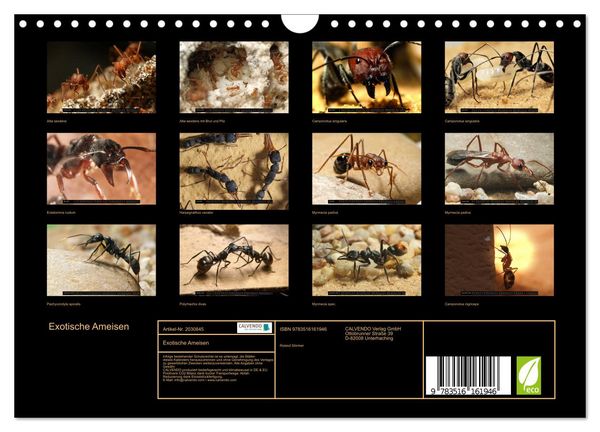 Produktbild: Exotische Ameisen (Wandkalender 2026 DIN A4 quer), CALVENDO Monatskalender
