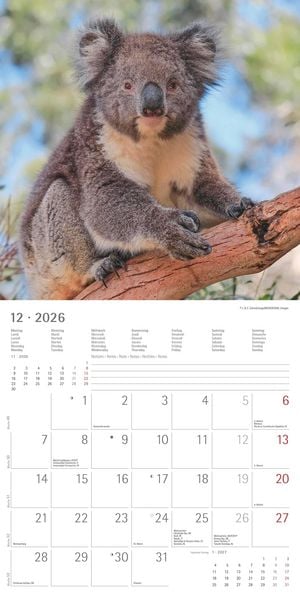 Produktbild: Koalas 2026 - Broschürenkalender 30x30 cm (30x60 geöffnet) - Kalender mit Platz für Notizen - koala bears - Bildkalender - Wandplaner - Bärenkalender