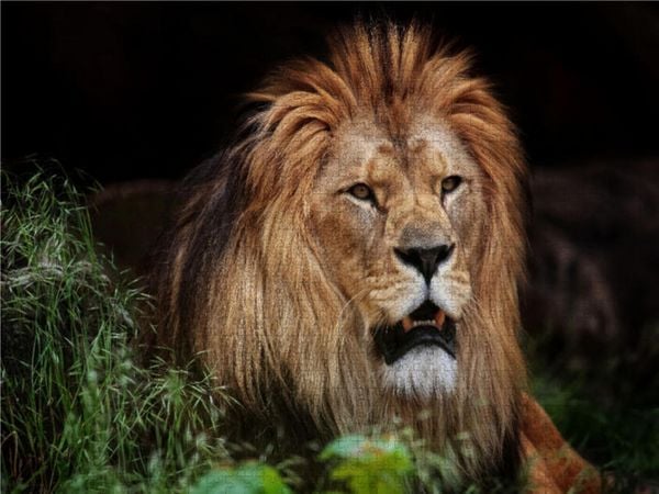 Produktbild: CALVENDO Puzzle Berber-L&ouml;we 1000 Teile Lege-Gr&ouml;&szlig;e 640 x 480 cm Foto-Puzzle Bild von Antje Wenner-Braun