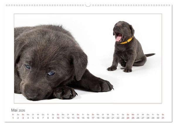 Produktbild: Labradorwelpen - Freunde f&uuml;rs Leben (hochwertiger Premium Wandkalender 2026 DIN A2 quer), Kunstdruck in Hochglanz