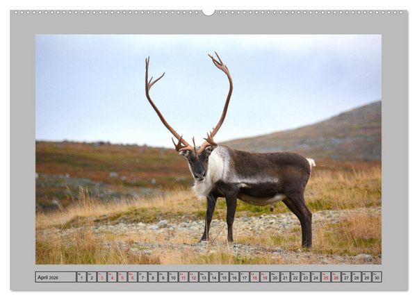 Produktbild: Rentiere im Hohen Norden (hochwertiger Premium Wandkalender 2026 DIN A2 quer), Kunstdruck in Hochglanz