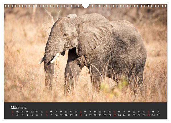 Produktbild: Elefanten - Graue Riesen (Wandkalender 2026 DIN A3 quer), CALVENDO Monatskalender