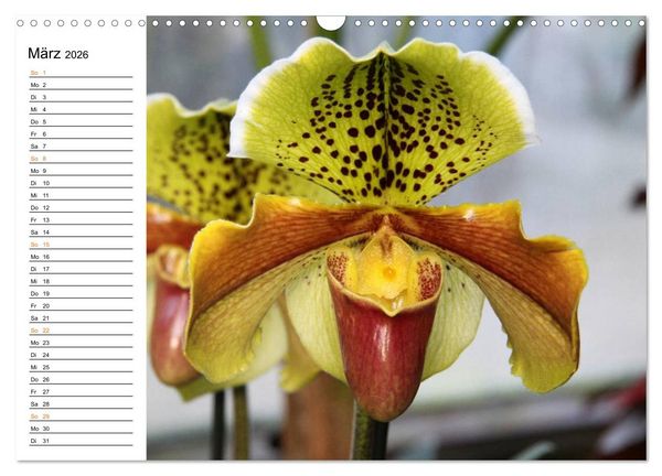 Produktbild: Prachtvolle Orchideen (Wandkalender 2026 DIN A3 quer), CALVENDO Monatskalender